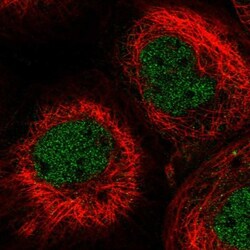 LIN37 Antibody, Novus Biologicals 0.1mL; Unlabeled:Antibodies, Polyclonal